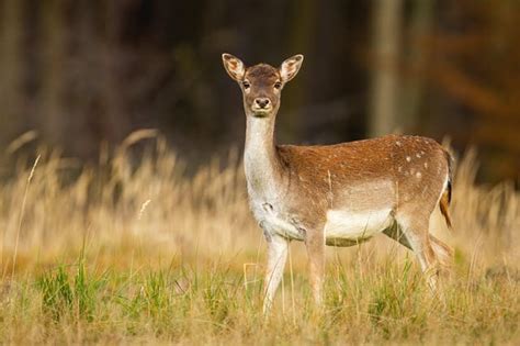 What is a Female Deer Called? [3 Common Names] - World Deer