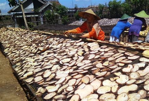 Cara Budidaya Tanaman Porang Menurut Paidi yang Kini Jadi Miliarder ...