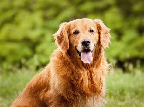 Which Dog Breed is Right for Me?