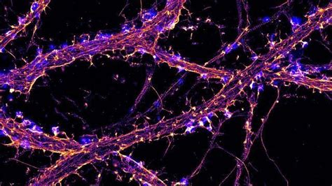 What is Super-Resolution Microscopy? STED, SIM and STORM Explained ...