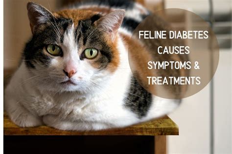 Feline Diabetes-Causes-Symptoms-Treatments - Purr Crazy