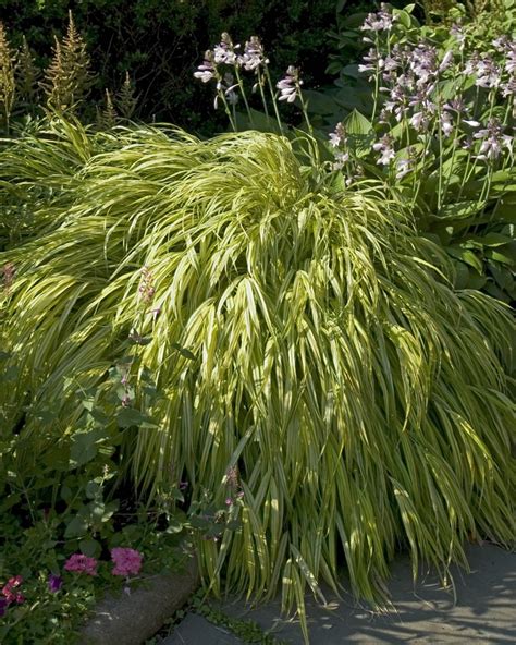 Hakonechloa macra 'Aureola' | Hakon grass | Green Barn Garden Center