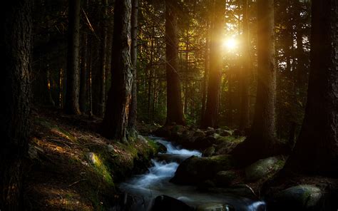 Widescreen S - Beautiful Dark Forest Background Hd - 1920x1200 ...