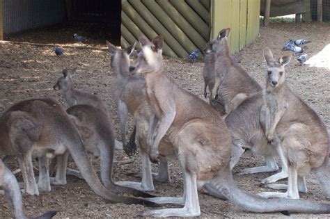 Wonderful Wallabies - Australia Photo (1003774) - Fanpop