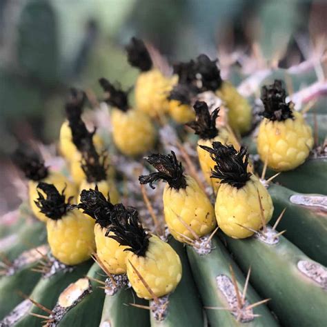 How to Eat Barrel Cactus Fruit - FORAGER | CHEF