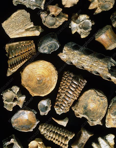 Assortment of fish fossils from the Paleocene - Stock Image - E445/0102 ...