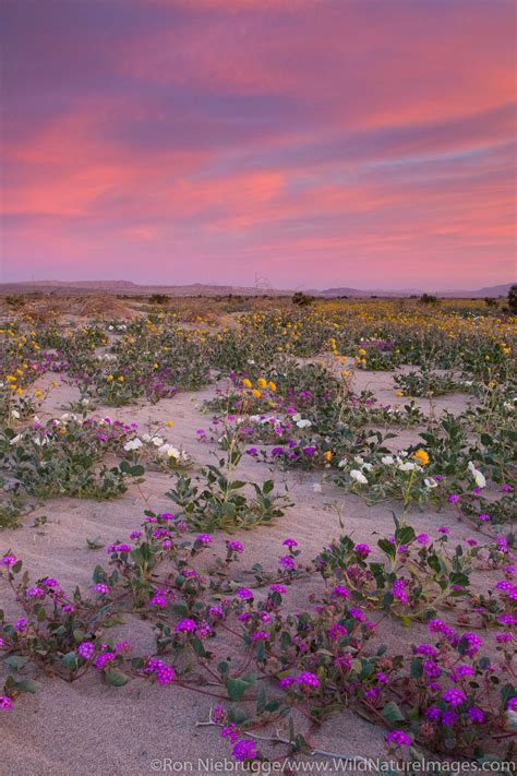 Desert Wildflowers | Anza Borrego Desert State Park, California ...