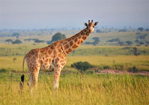 5 days Uganda wildlife safari - uganda wildlife safaris