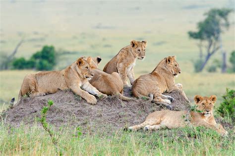 Best Places To See Lions in East Africa on Safari