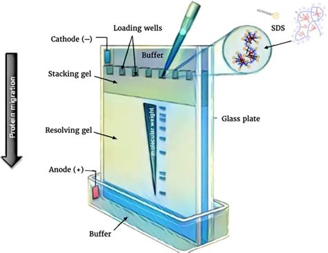 Polyacrylamide Gel Electrophoresis (PAGE): Principle and Procedure ...