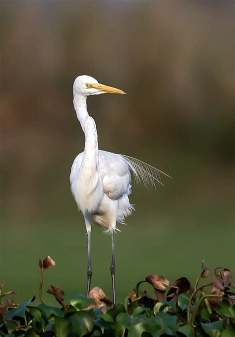 Great Egret Bird Animal - Free photo on Pixabay - Pixabay