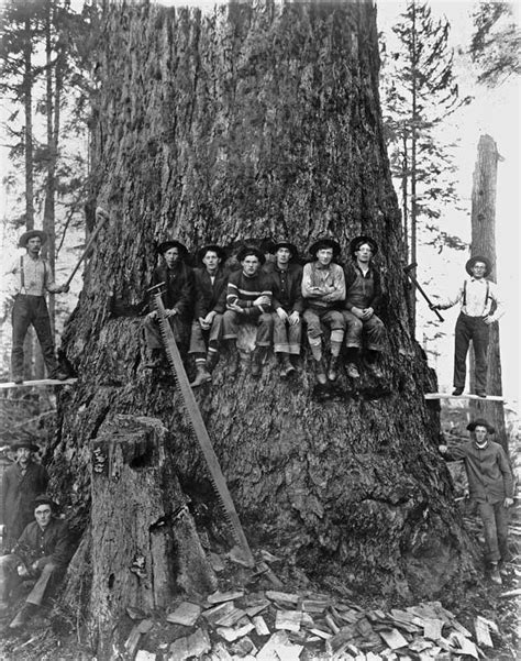 Lumbermen taking a break posing for the photo as they begin to fell the ...