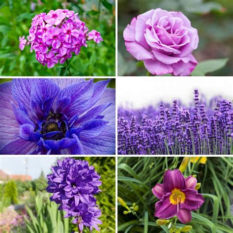 37 Purple Perennial Flowers You Plant Once And Enjoy Forever