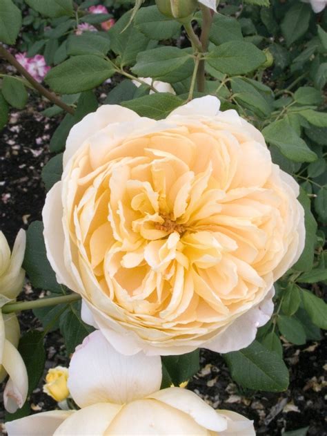 Rosa 'Golden Celebration' Rose | Garden Center Marketing