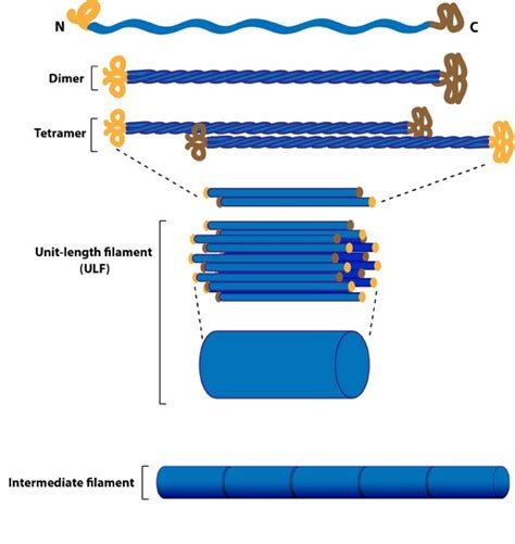 Intermediate Filaments - Biochemistry - Medbullets Step 1