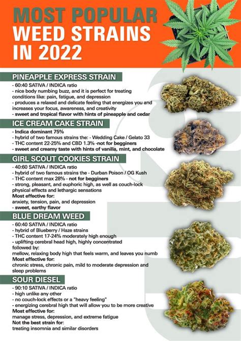 Most Popular Weed Strains in 2024: Top Ranked Strain List