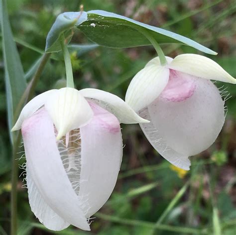 Calochortus albus Calflora