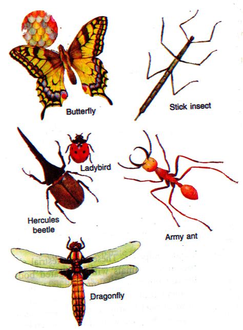 Arthropoda (Joint legged animals)