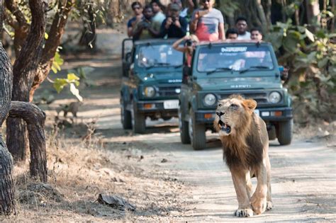 Raju Bhai, Sasan-Gir, Gir National Park, Gujarat Lion Safari, Safari ...