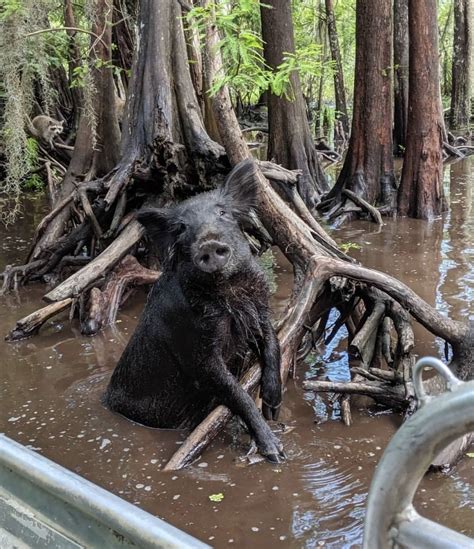 Bayou Swamp Tours on Instagram: “Not just gators on the swamp, look at ...