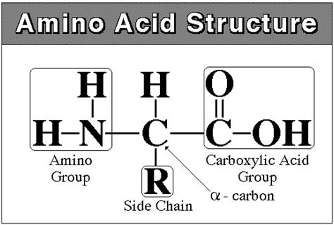 Amino Acids General Structure