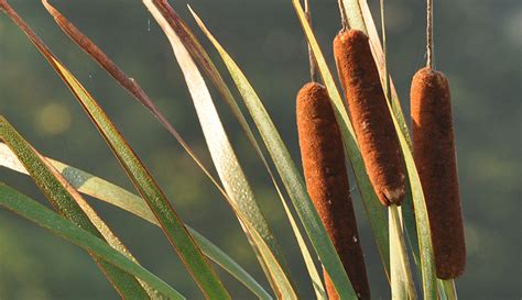 Cattails: A Delicious, Healthy Nuisance - Hobby Farms