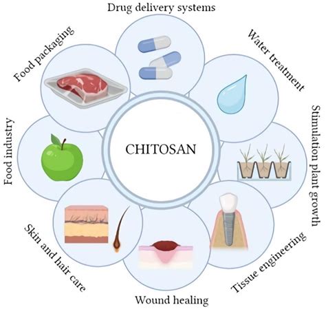 Molecules | Free Full-Text | Chitosan Based Materials in Cosmetic ...