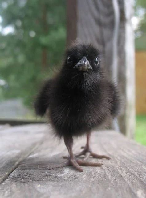 What do baby crows look like? | Gulo in Nature