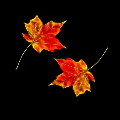 "autumn leaves black background" by 7akami | Redbubble