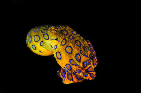 Blue-Ringed Octopus Facts