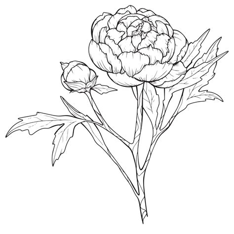 Peony Flower Drawing