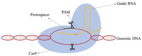 Crispr Cas9 | Bruin Blog