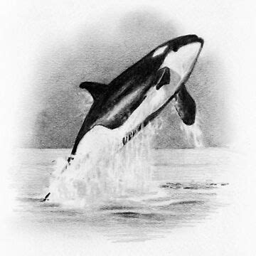 "ORCA, Whale Breaching, Pencil Drawing, Wildlife, Marine Life, Ocean ...