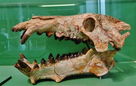 Archaeotherium Pictures - AZ Animals