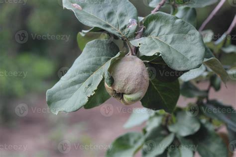 quince fruit among foliage, fruit trees 12200237 Stock Photo at Vecteezy