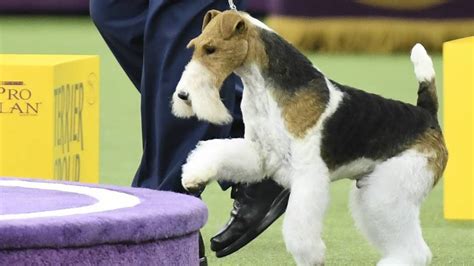 Westminster Dog Show 2019: Breed results, winners, Fox Terrier wins ...