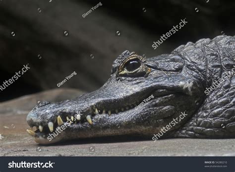 Cayman Crocodile Stock Photo 54280210 : Shutterstock