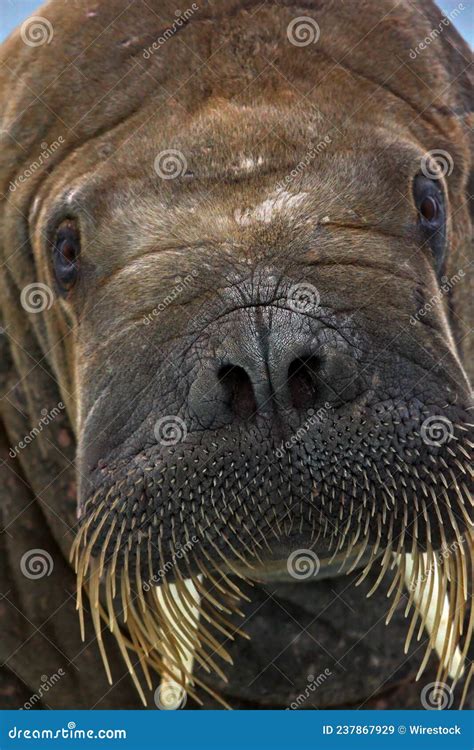 Detailed Closeup of a Walrus Face with Its Whiskers and Short Tusk ...