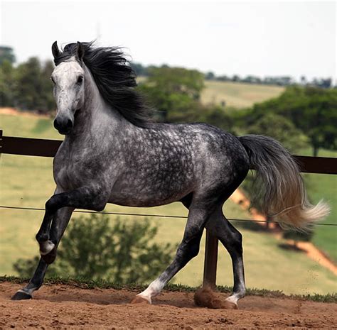 Andalusian Horse Breed Information, History, Videos, Pictures