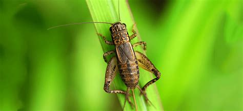 Crickets Sounds - Why do Crickets Chirp?