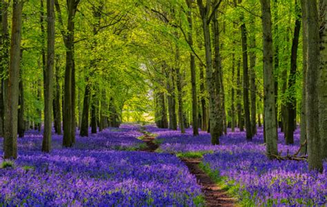 47,800+ 項藍鈴花 藍鈴花屬照片檔、圖片和免版稅影像 - iStock