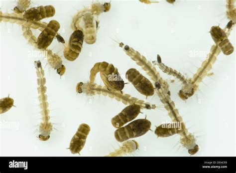 Larvae and pupae of the Asian Tiger Mosquito (Aedes albopictus) viewed ...