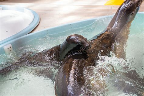 Sea lion pup makes her debut at Houston Zoo - ABC11 Raleigh-Durham