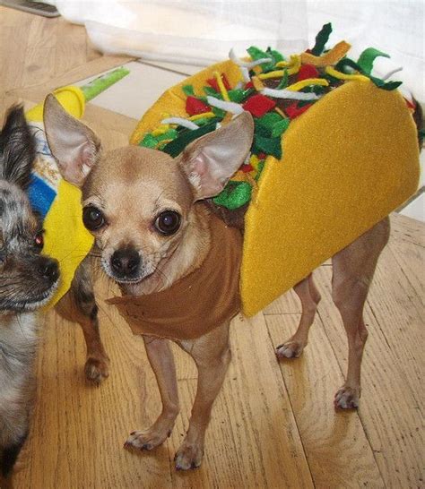 stoli taco | Chihuahua | Cute dog costumes, Dog halloween, Taco costume