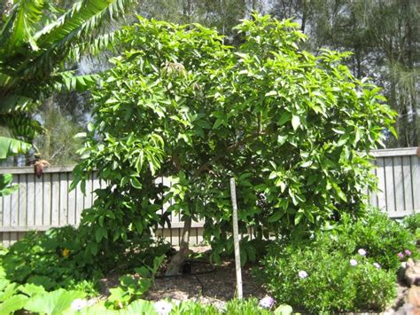 White Sapote Chris Tree - Casimiroa edulis