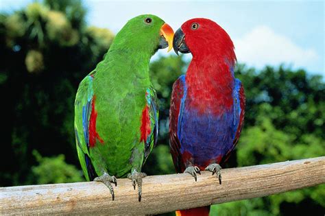 8 Top Colorful Parrot Species