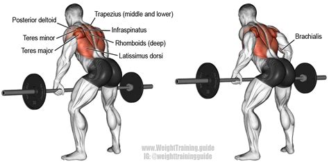 Bent over barbell row. A major compound pull exercise! Main muscles ...