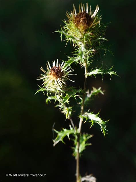 Carlina vulgaris - wild in Provence