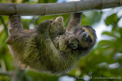 Wildlife of Panama Photo Safari - Jason P. Odell Photography