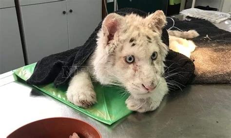 Rare White Tiger Cub Found Among Garbage Bins Near Athens ...